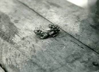 Ein männlicher Geburtshelferkröte, der befruchtete Eier auf seinem Rücken trägt, London Zoo, September 1921